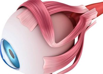 فيديو توضيحي لعضلات و حركات العين الرئيسية