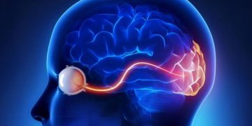 الجهاز البصري Visual system