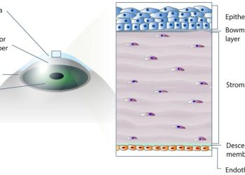 Corneal Endothelium clinical notes