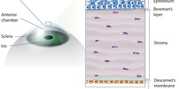 Corneal Endothelium clinical notes