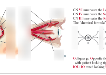Clinical hints for your approach for examining ocular motility