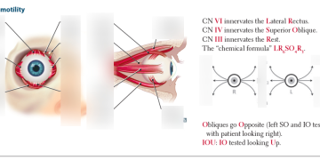 Clinical hints for your approach for examining ocular motility