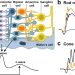 Notes on the Electroretinogram  ERG response