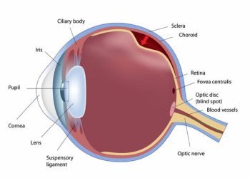 Alarms of Retinal Detachment