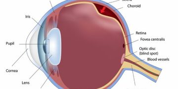 Alarms of Retinal Detachment