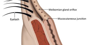 Anatomy and physiology of the eyelids