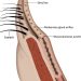 Anatomy and physiology of the eyelids
