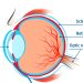 Retinopathy of Prematurity (ROP) screening guidelines