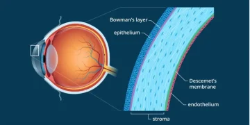 The Cornea